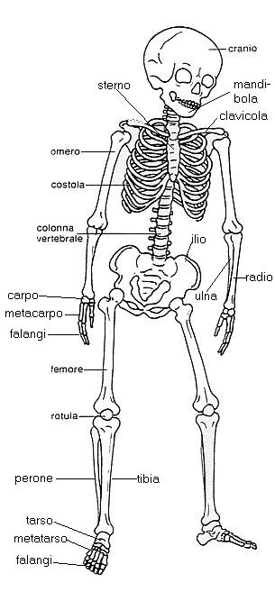 immagini lo scheletro